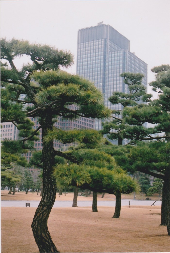 ginza trees 1