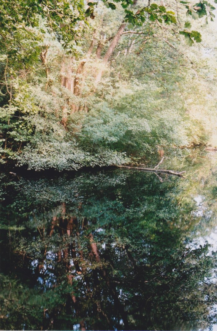 forest-water-2