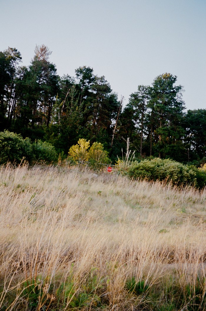 grass and forest edit